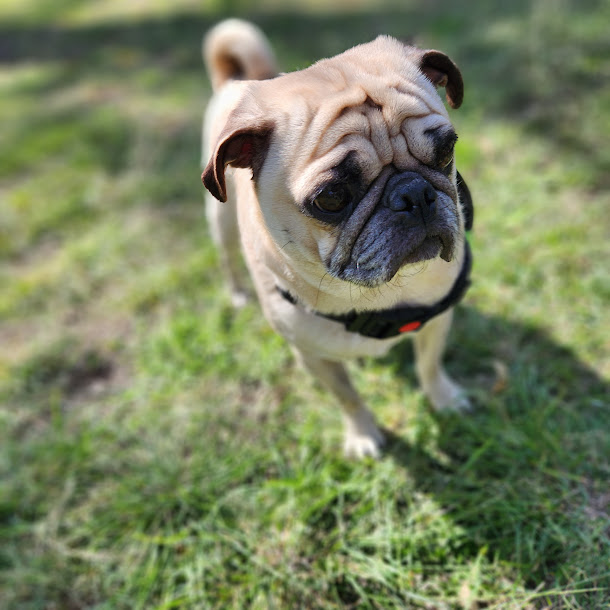 La Nariz De Tu Perro Te Puede Decir Cu Nto Va A Vivir