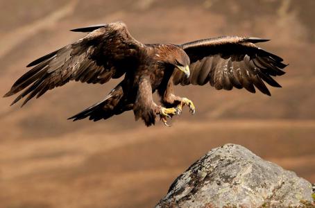 Al rescate del símbolo nacional de México: el águila real